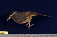 藏品(白耳畫眉)的圖片